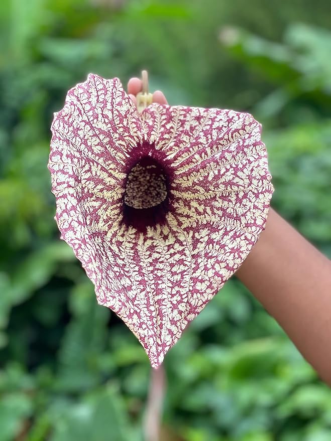 Duck flower Detox