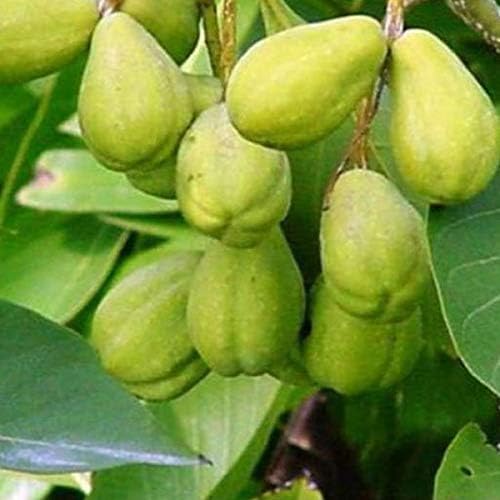 Kadukkai |Haritaki | Terminalia Chebula Powder | Detoxification & Rejuvenation for Vata (100g/220lbs)