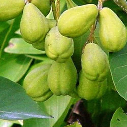Kadukkai |Haritaki | Terminalia Chebula Powder | Detoxification & Rejuvenation for Vata (100g/220lbs)