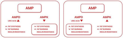 Magnificent 7 – Advanced Cellular Health & Anti-Aging Supplement – 90 Capsules