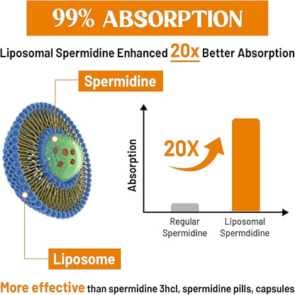 30mg Spermidine Supplement, Liposomal Spermidine, High Absorption, More Potent Than Spermidine 3HCL, Fermented Wheat Germ Extract, Spermidine for Women & Men, Cellular Renewal, Longevity, 60 Softgels