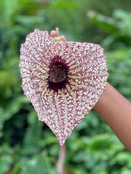 Duck flower Detox