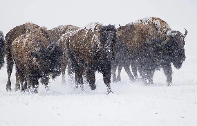 BioElectric Potential 100% Grass-Fed Freeze-Dried Bison Organ Supplement- Single Source Traceable, Wild-Type Native Alternative to Beef, The Original Multi-Vitamin, Mineral, and Peptide Source