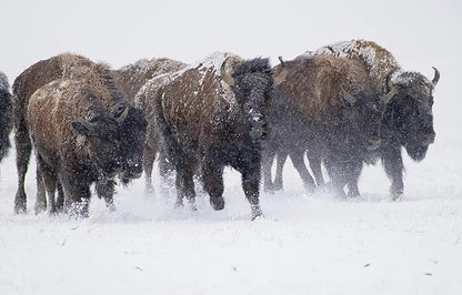 BioElectric Potential 100% Grass-Fed Freeze-Dried Bison Organ Supplement- Single Source Traceable, Wild-Type Native Alternative to Beef, The Original Multi-Vitamin, Mineral, and Peptide Source
