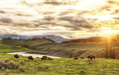BioElectric Potential 100% Grass-Fed Freeze-Dried Bison Organ Supplement- Single Source Traceable, Wild-Type Native Alternative to Beef, The Original Multi-Vitamin, Mineral, and Peptide Source